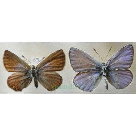 Polyommatus icarus (Rottemburg, 1775) pair Modraszek ikar Czech67l